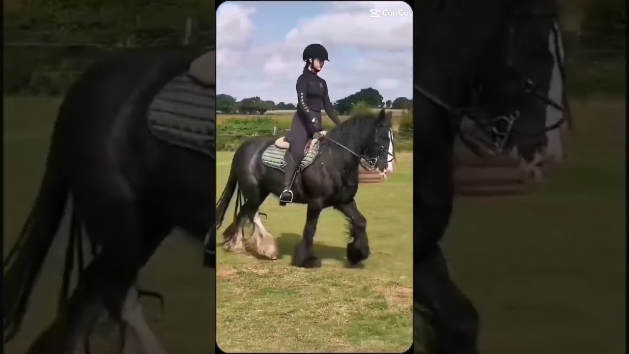 #dressage #bestpony #cobs#traditionalcob #equestrian #horse #pony #equestrian