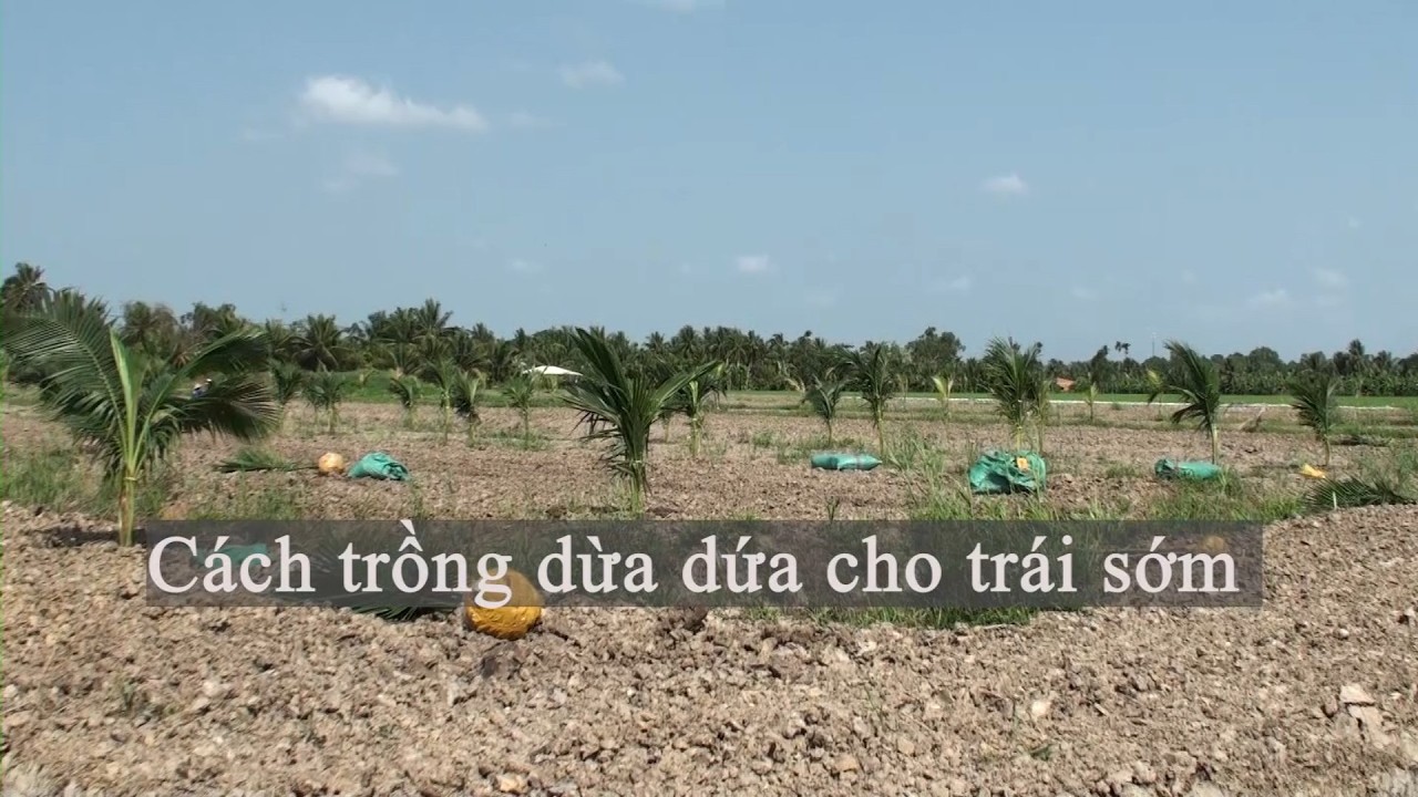 Cách trồng dừa dứa cho trái sớm
