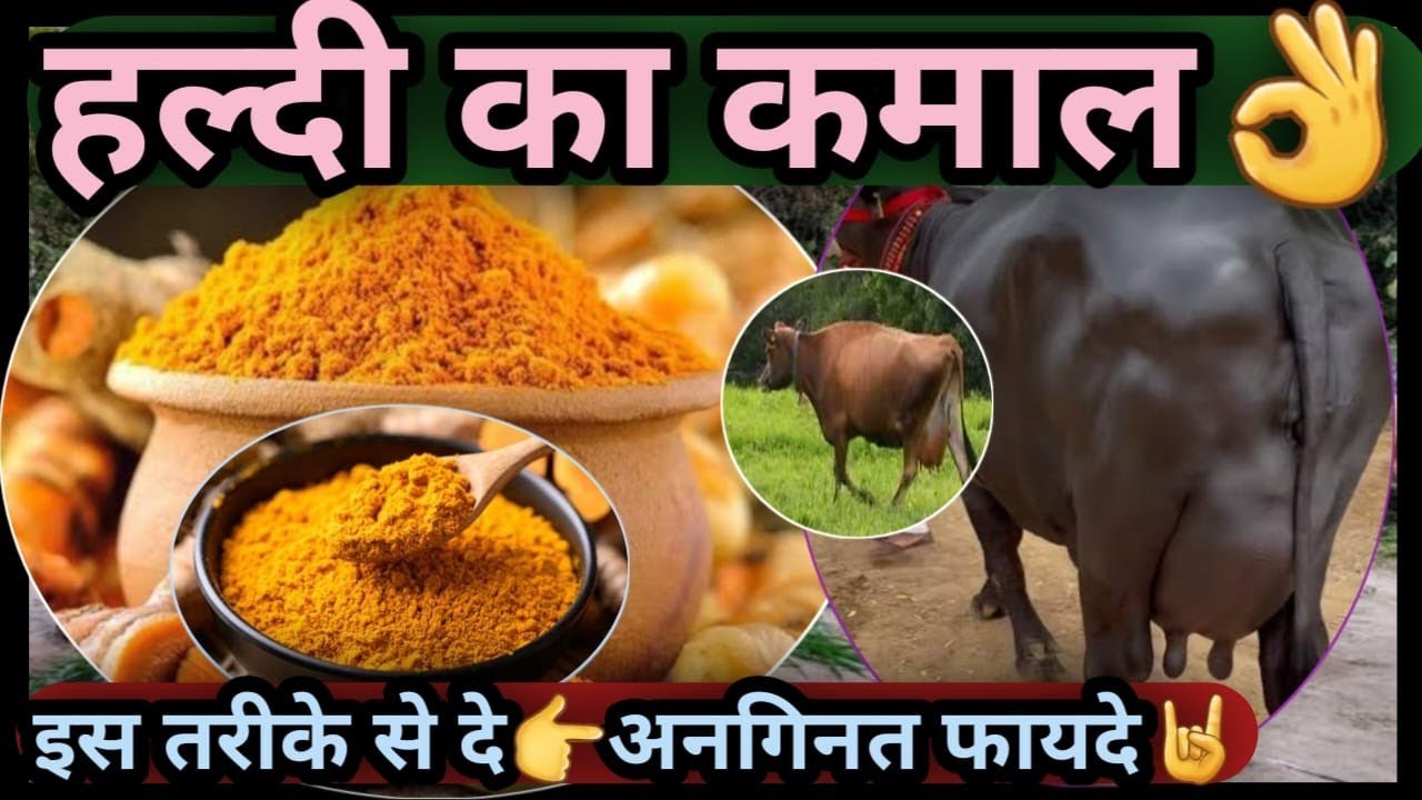 हल्दी का कमाल👌हल्दी के अनगिनत फायदे🤘Amazing Benifits of Turmeric Cow Buffalo 