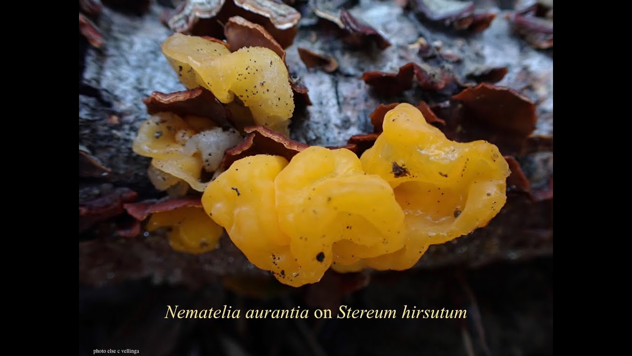 Fungal Communities Module 1: What are fungi and what do they do?