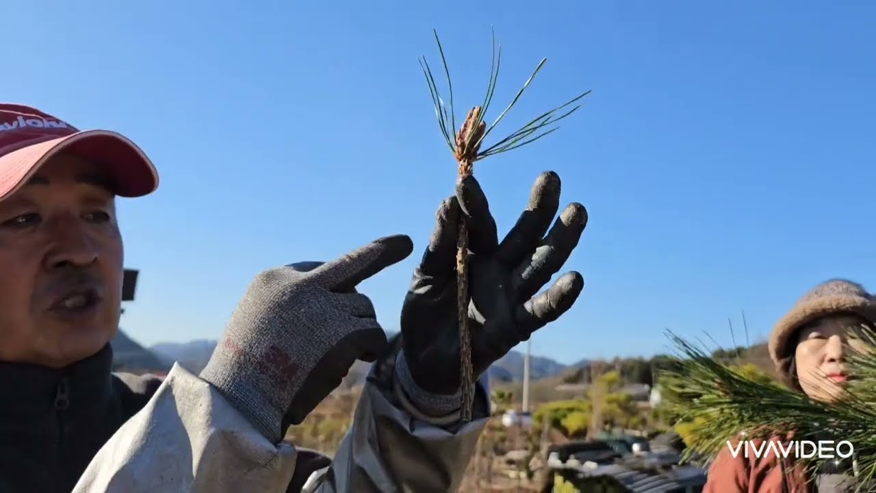 황금소나무 접붙이기 교육  24-152편