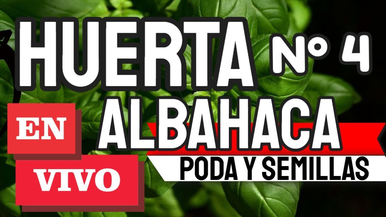 Albahaca perfecta 👉 lo que necesitas saber, reglas de ORO