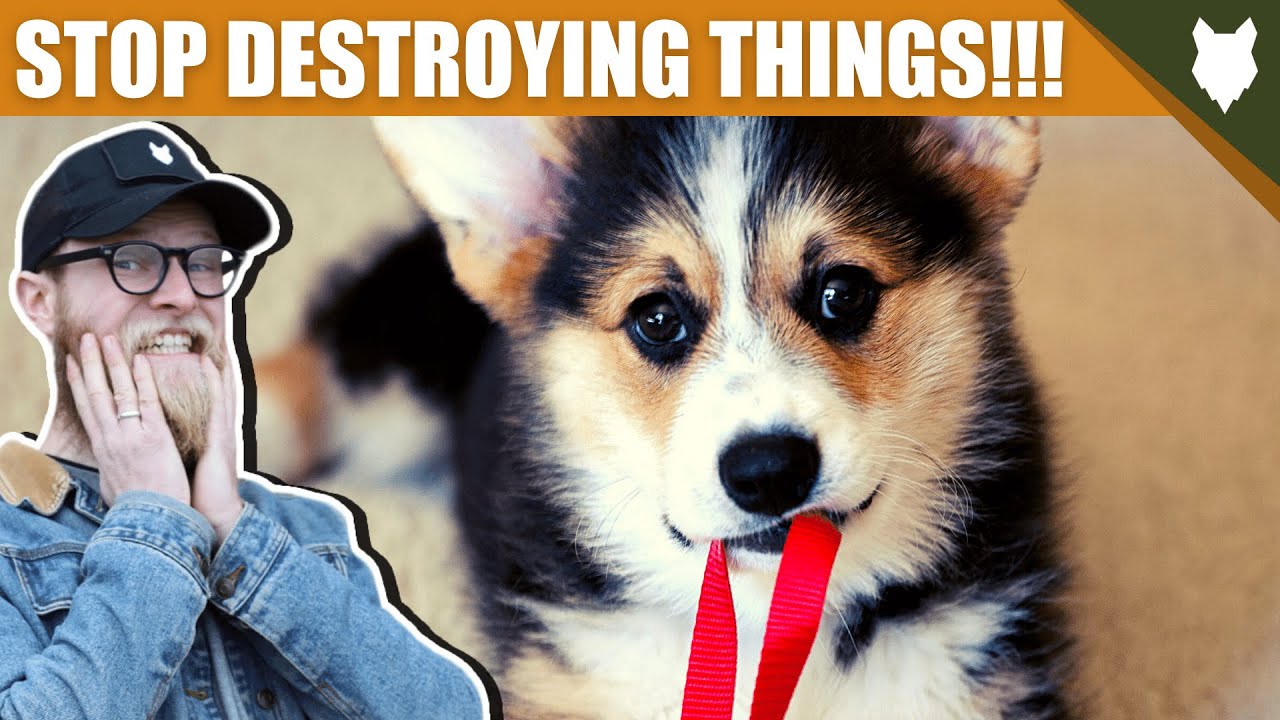 How To Stop Your CORGI Destroying Things