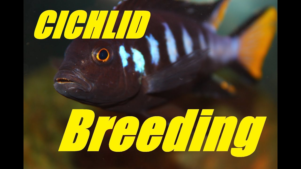 African Cichlid Breeding - Courtship and Mating Dance