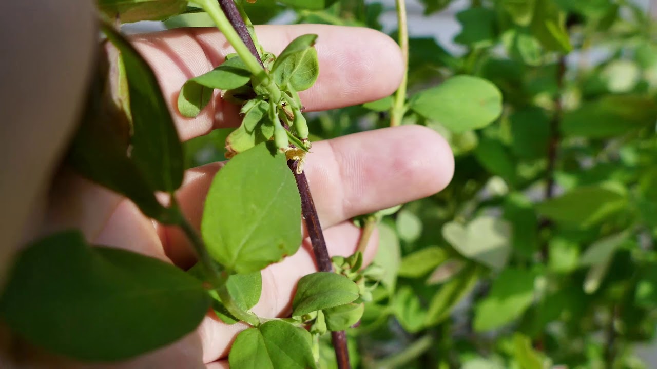70 Edible Perennials in a Zone 7 Garden | Garden Tour 2019