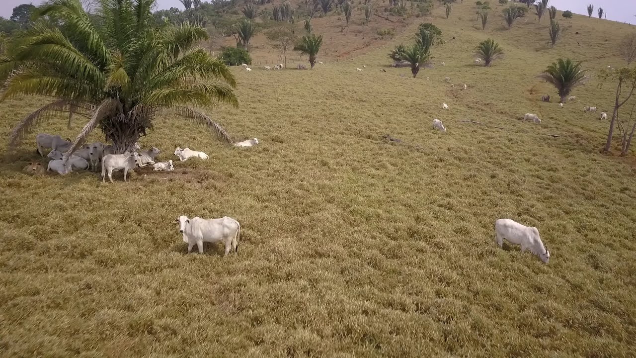 Vende-se Fazenda 671 Hectares, Distrito Rio Parto- Porto Velho/RO.