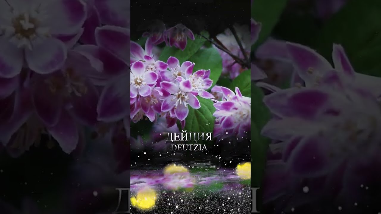 Интересные кустарники для вашего сада.😍
