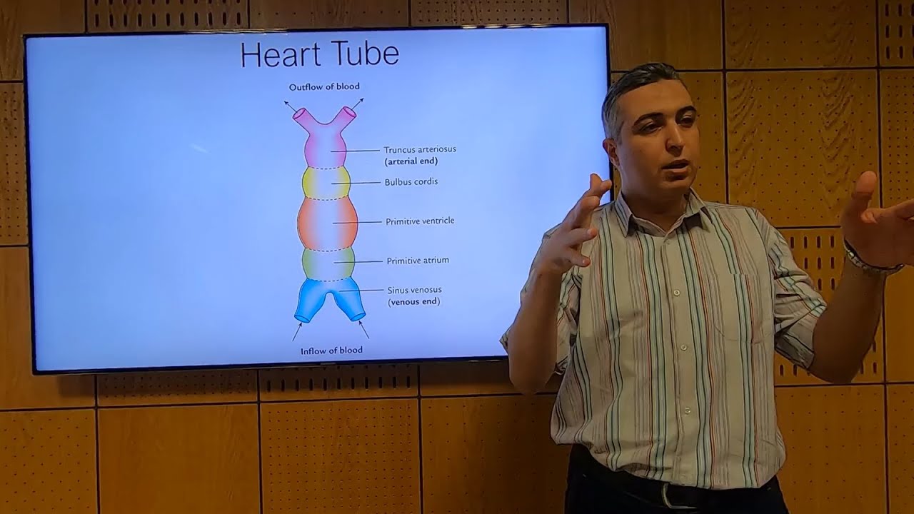 Introduction to Cardiovascular Embryology - Hatem Hosny
