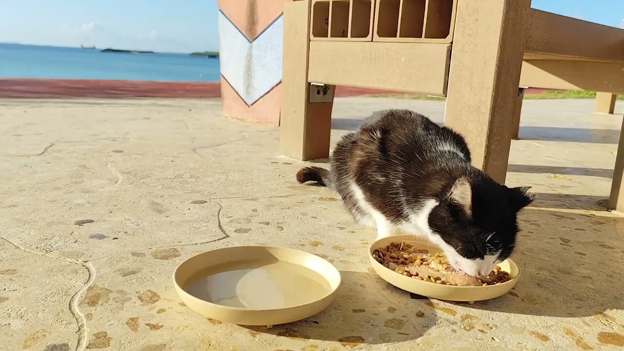 2026.1.19 猫巡り 猫風邪がよくなったビーチ猫のみなみちゃんに美味しいカリカリと大好きなウェットフードを