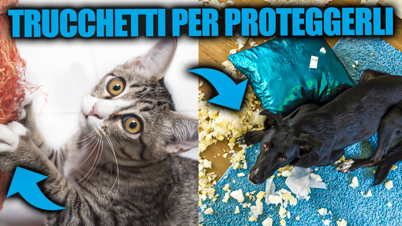 I TRUCCHETTI PER PROTEGGERE DIVANI E MOBILI - SWEET PAW