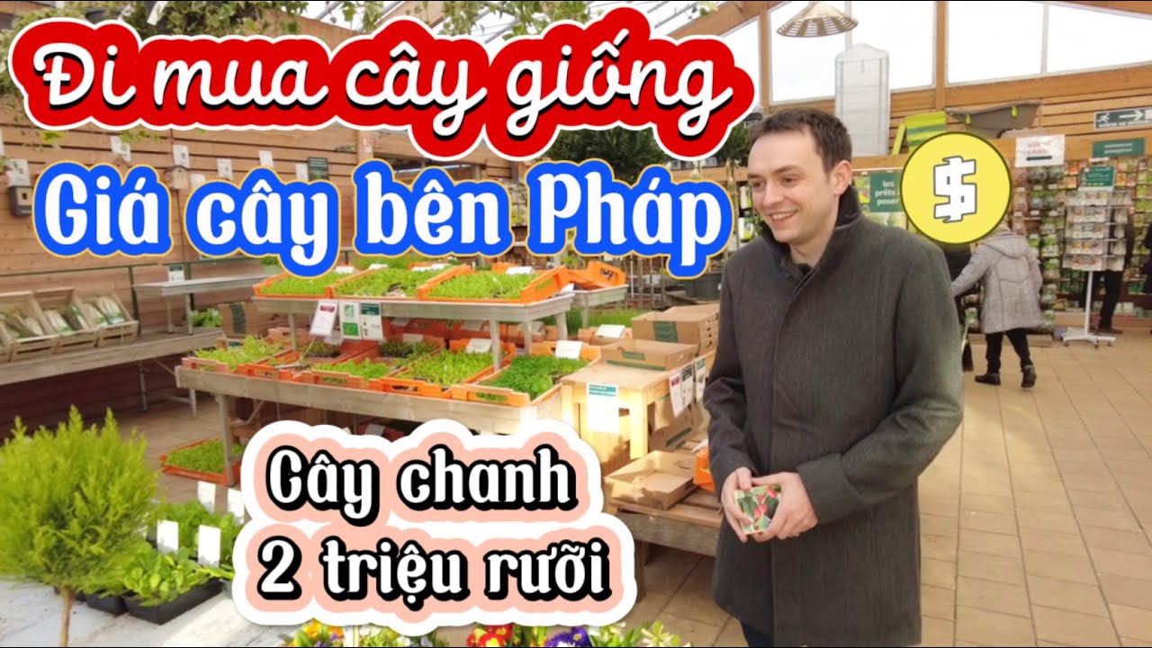 #16 Vườn cây kiểng ở Pháp giá như thế nào? Mua cây lá é về trồng | Hoa Alex cuộc sống Pháp