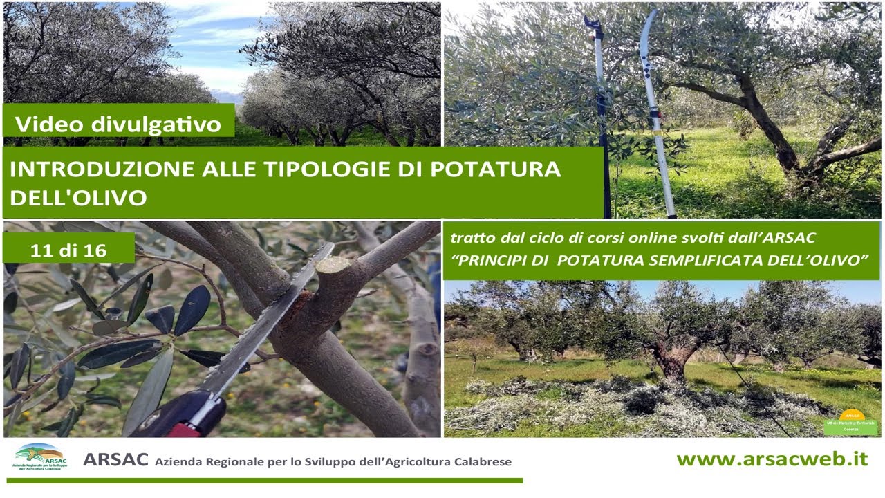 11. Introduzione alle tipologie di potatura dell'olivo -  potatura semplificata dell'olivo