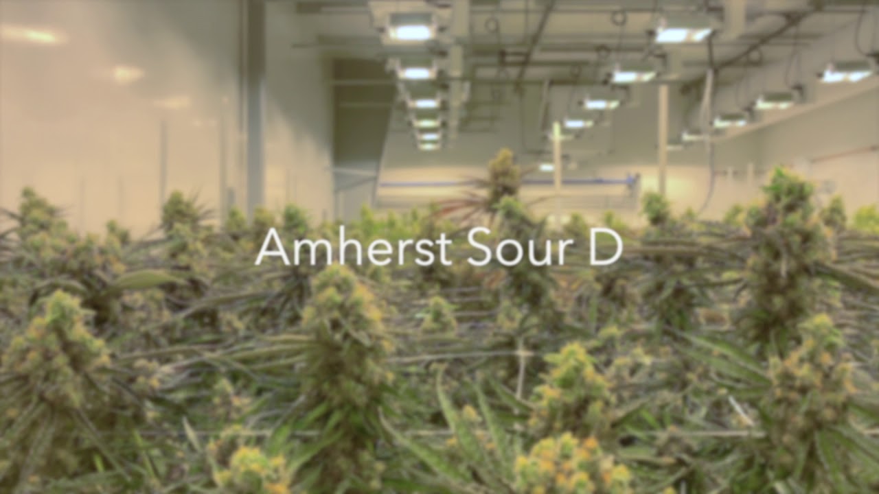 Amherst Sour D | Grow Room | Temescal Wellness