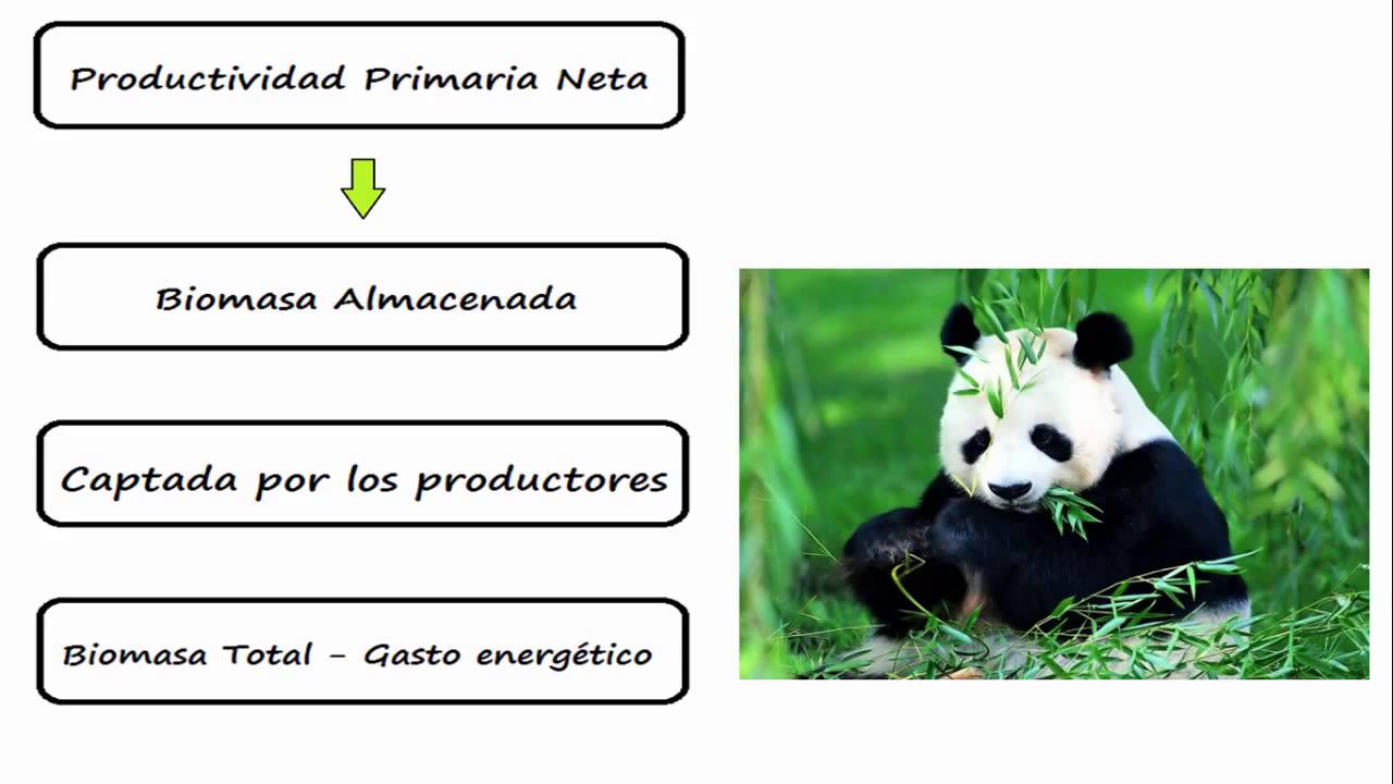 Ciencia Escolar   Productividad de un Ecosistema