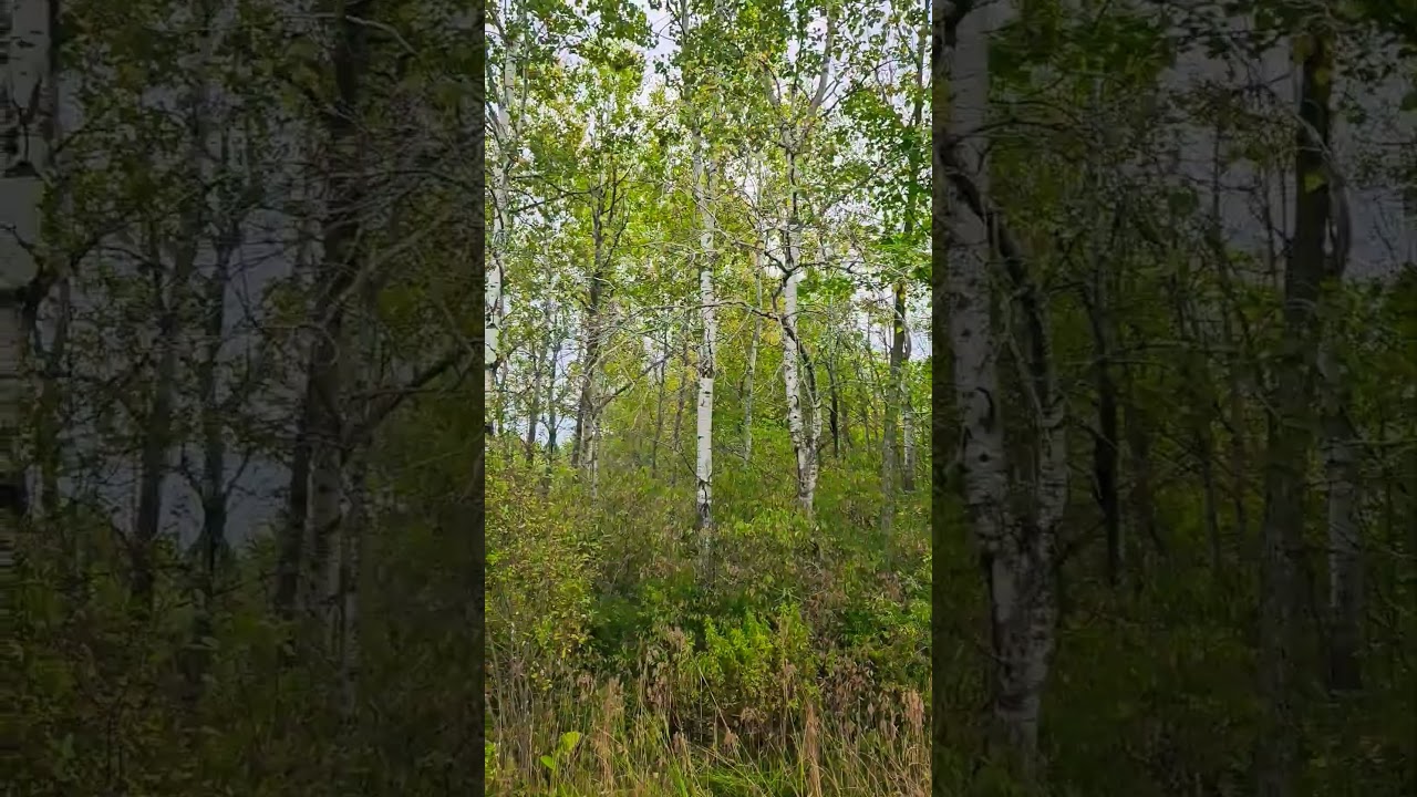🎶Silver birch trees