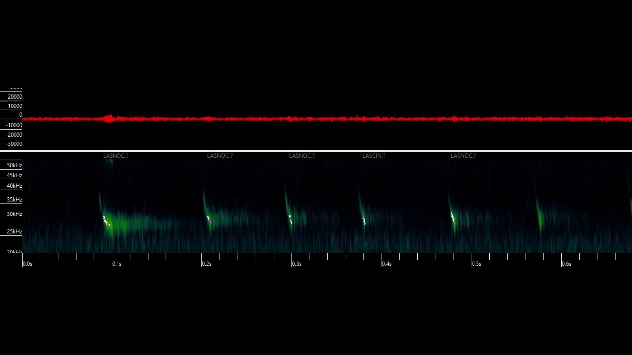 Possibly Lasionycteris noctivagans (Silver-Haired Bat), using The uMoth (Open Acoustic Devices).