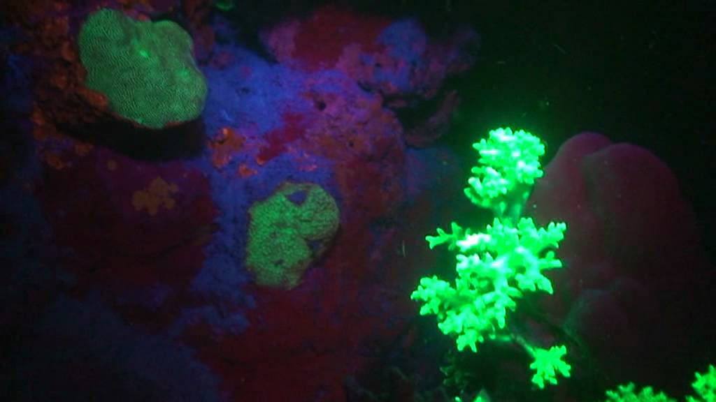 Fluoreszenz Nachttauchen