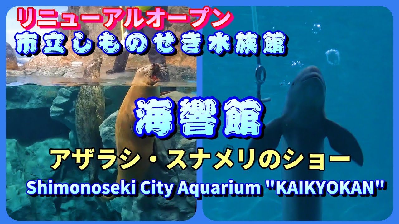 4K【海響館】アザラシ・スナメリ・アシカのショー（下関市）Seal and Finless Porpoise shows at Shimonoseki City Aquarium