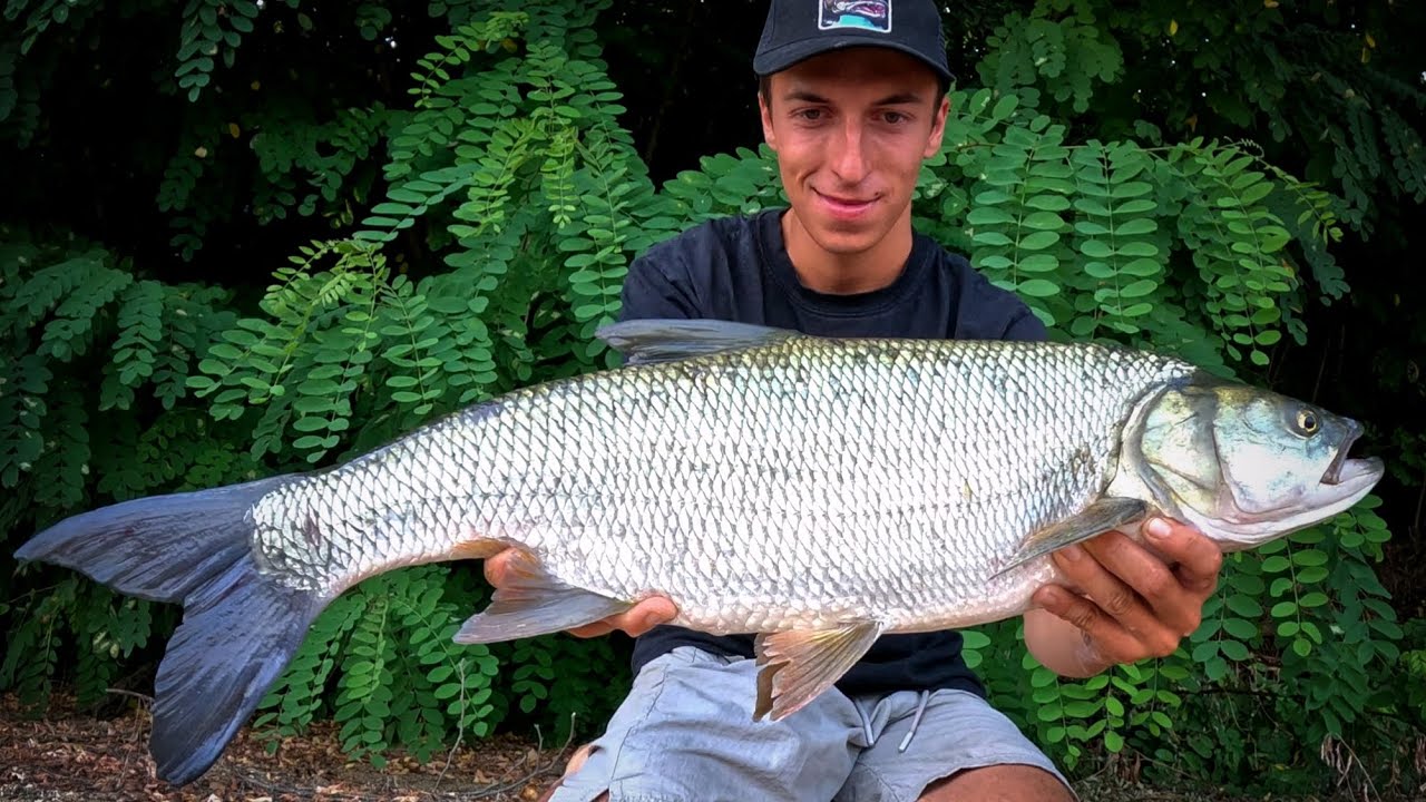 Hol dużego bolenia, branie z powierzchni. ASP topwater attack Aspius