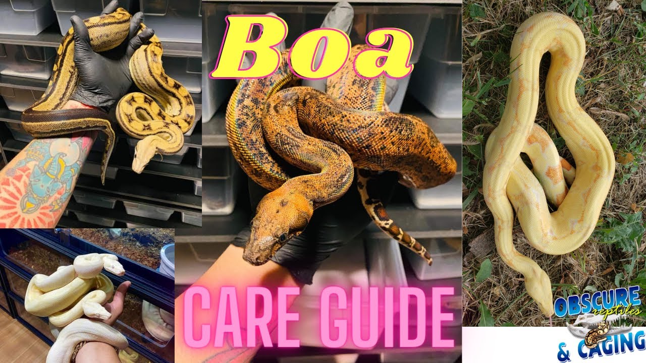 Boa Care Guide
