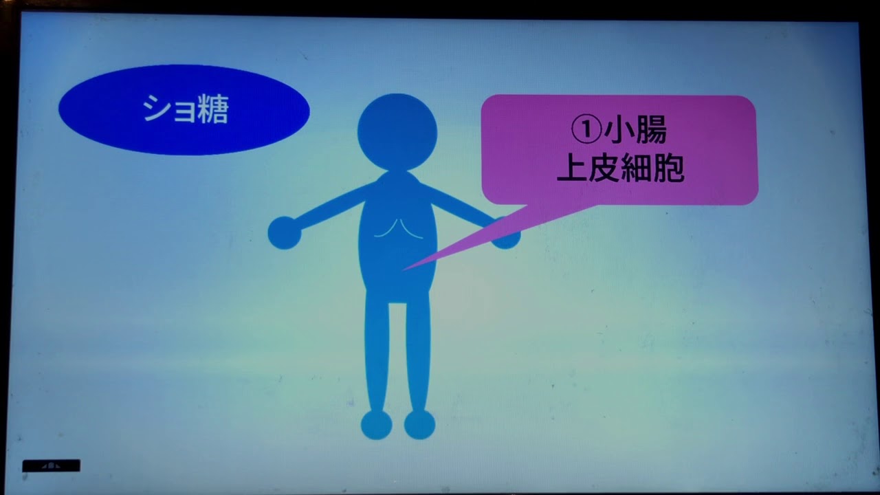 桜子先生の保育士試験合格メソッド「3大栄養素の消化吸収」