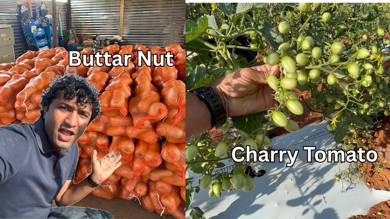 Itne Sare Charry Tomato 🤗| Buttar Nut Aur Watermelon Ki delivery| Africa🌱
