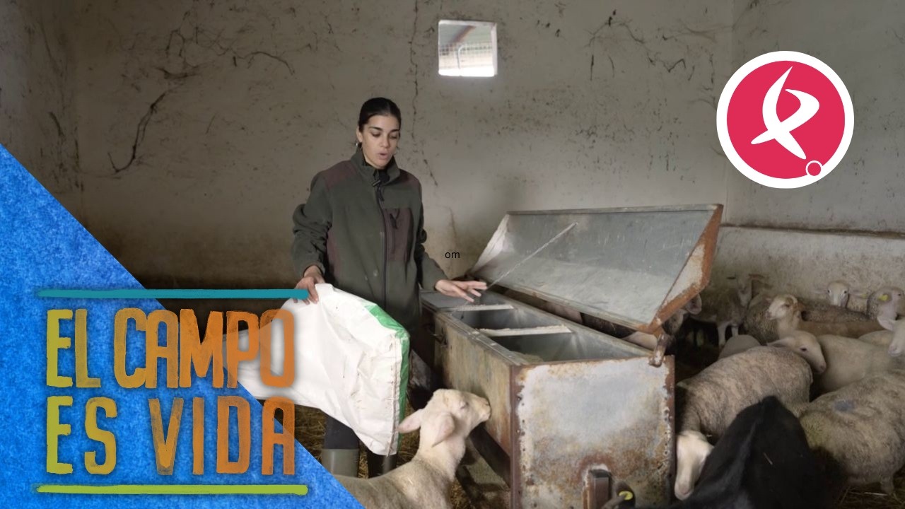 El carnero merino favorito de Esther | El campo es vida