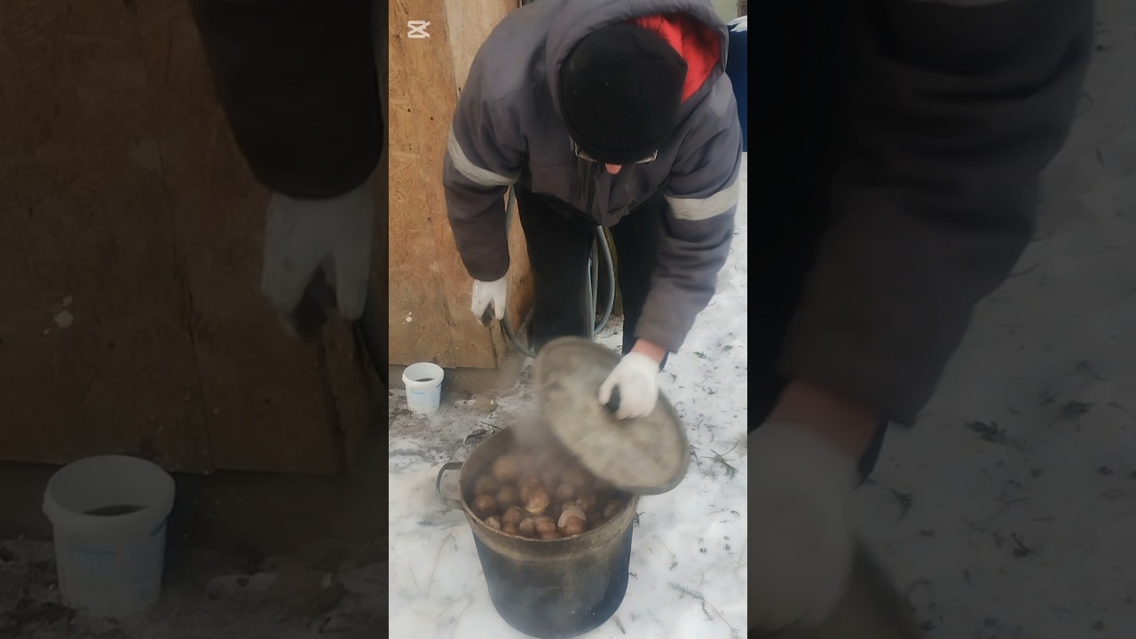 Картофель для кур готов 🐔🥚
