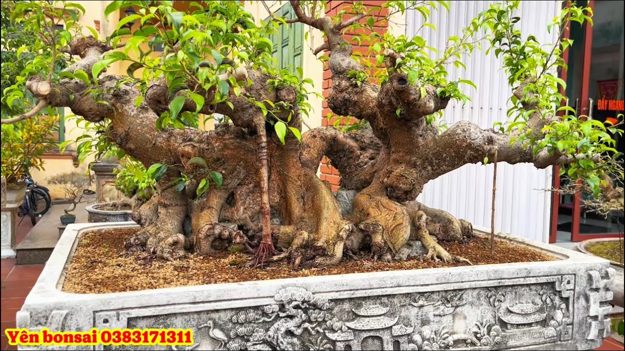 Sân cây ngày cuối cùng cuối năm 2025