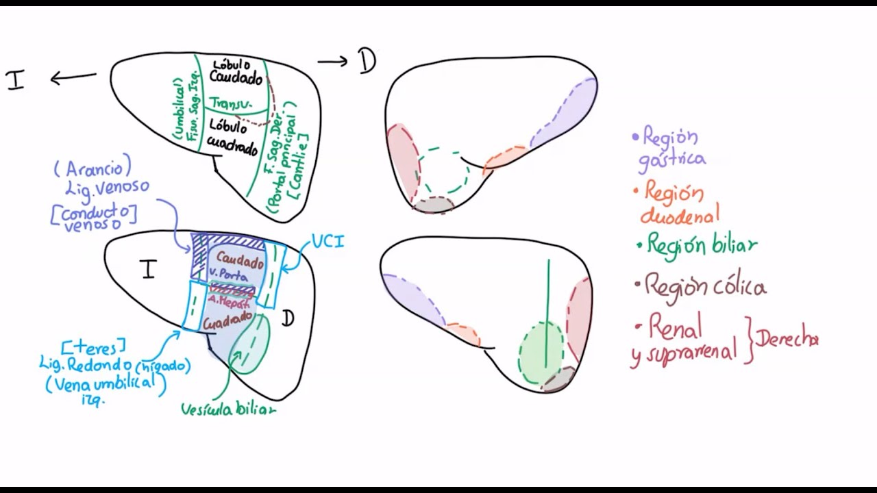 Anatomía: recto, conducto anal, hígado, vía biliar y páncreas