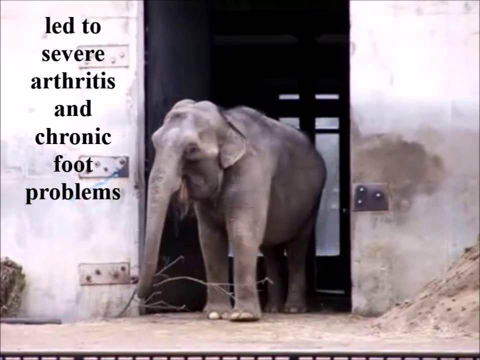 Retire Ruth from Buttonwood Park Zoo to The Elephant Sanctuary