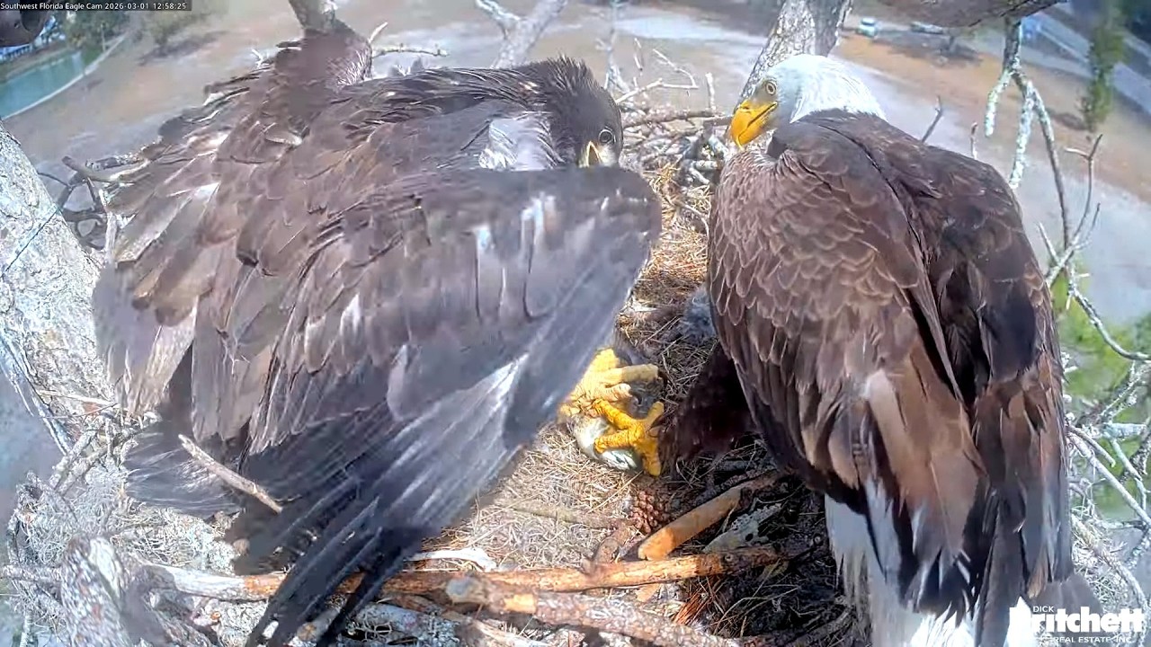 SWFL. Great Dad M15 delivers a whole fish for his E 😍 / 12:58 / 2026-03-01
