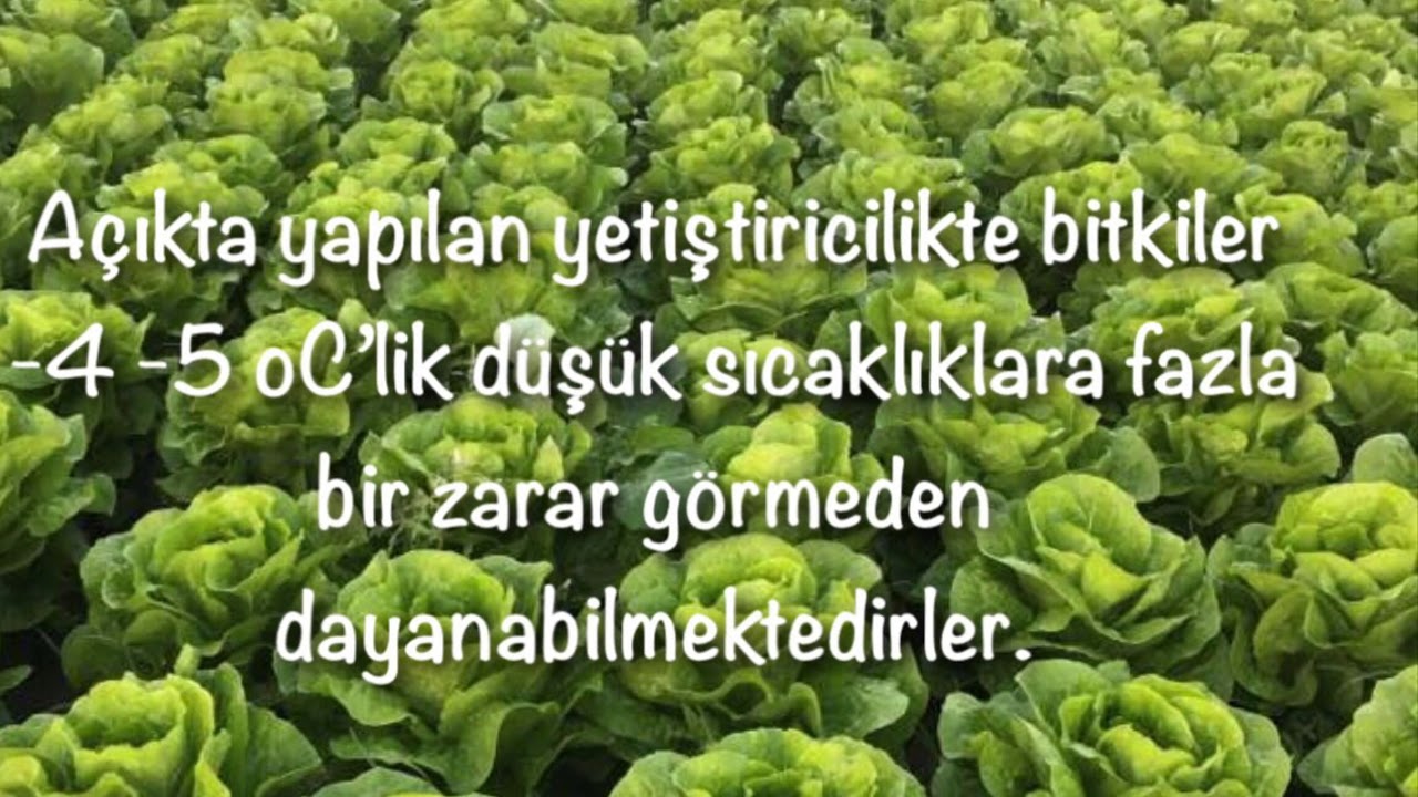 MARUL YETİŞTİRİCİLİĞİ Marul Gübreleme