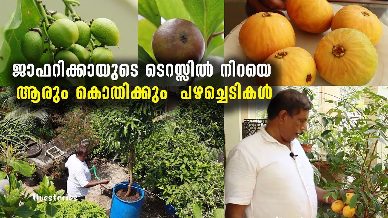 ജാഫറിക്കായുടെ ടെറസ്സിൽ നിറയെ ആരും കൊതിക്കും  പഴച്ചെടികൾ | Exotic Fruits Grow on the Terrace