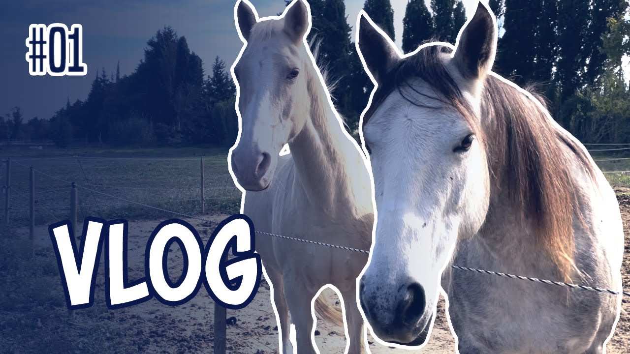 [VLOG] Je vous emmène aux écuries avec moi | 02/11/2022