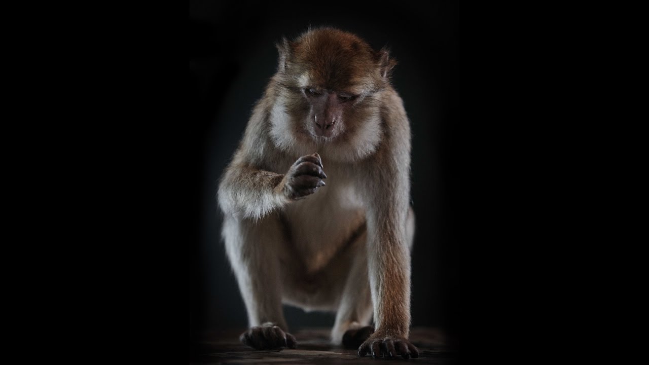 Scientists create recording of a monkey speaking English