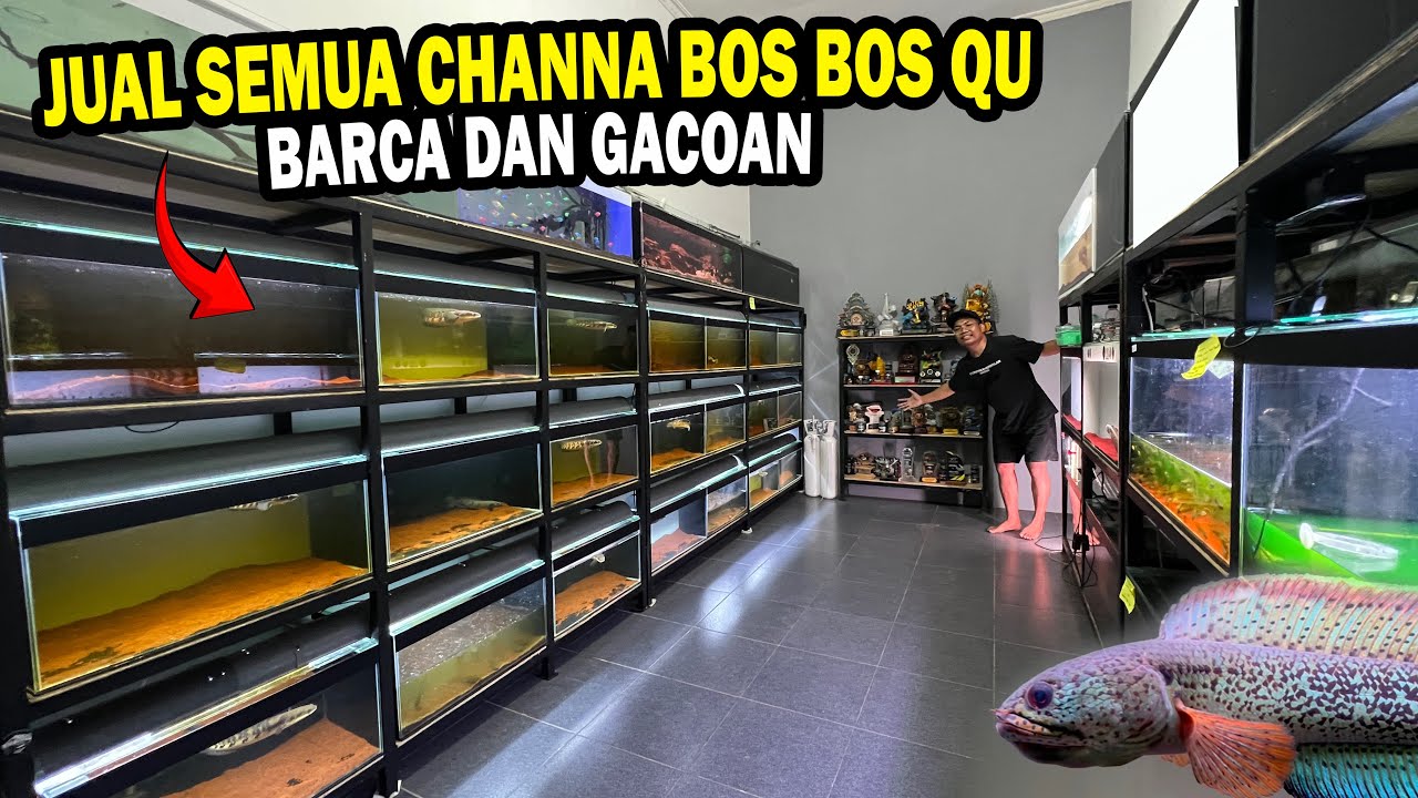 JUAL SEMUA CHANNA DIGALERI ?? HARGA 2 BARCA DAN GACOAN BOS BOS QU