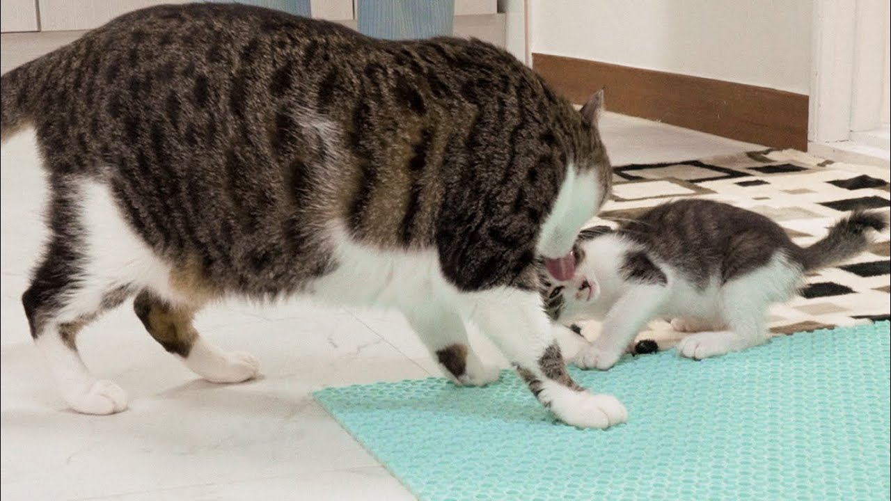 The Big Cat Takes Care of the Rescued Kitten Warmly │ Episode.52
