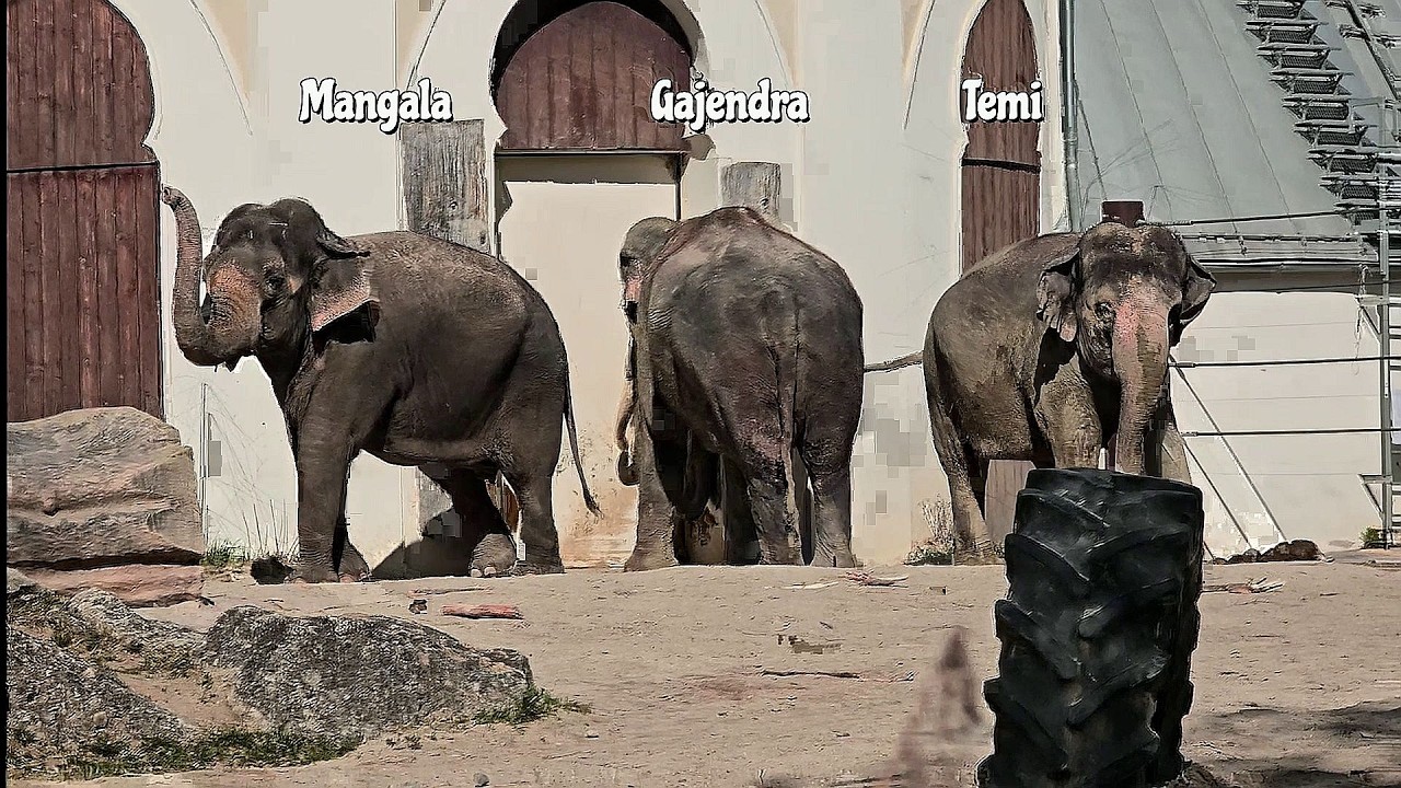 Elefant Gajendra & Damen Temi & Mangala 🐘#tierparkhellabrunn #elefant