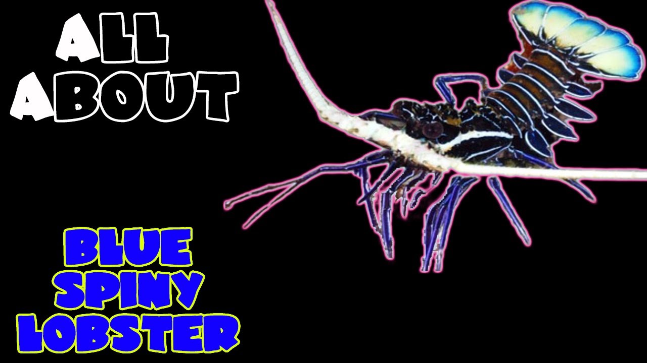All About The Blue Spiny Lobster or Painted Spiny Lobster or Painted Crayfish