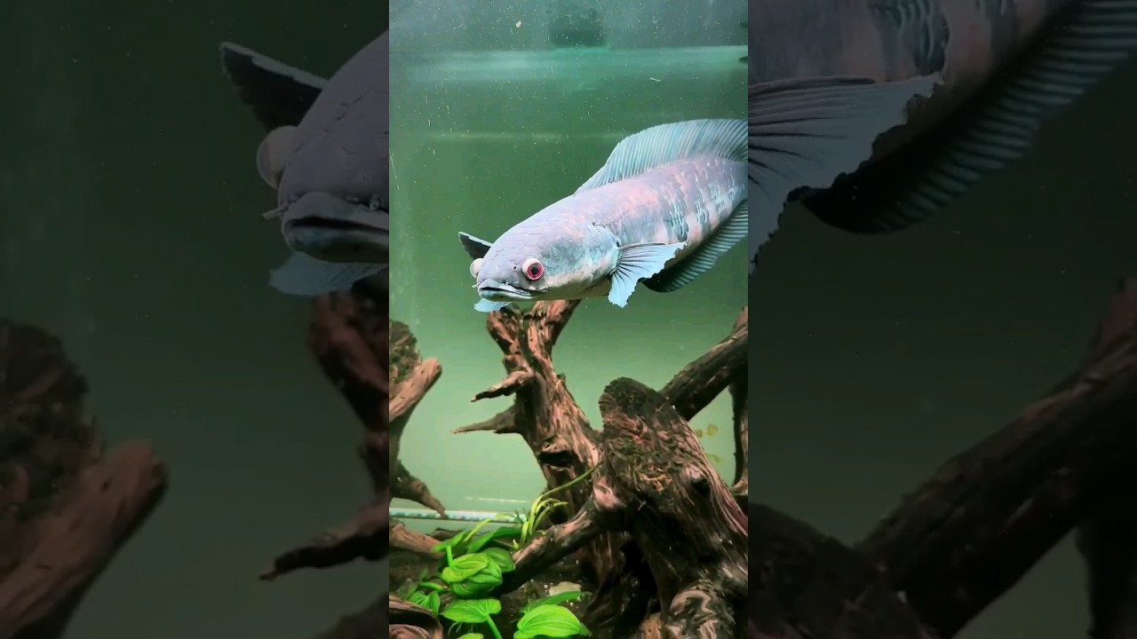 Snakehead Fish In aquarium 🐠 #viral #snakehead #shorts #views #subscribe #like #share #aqua #water