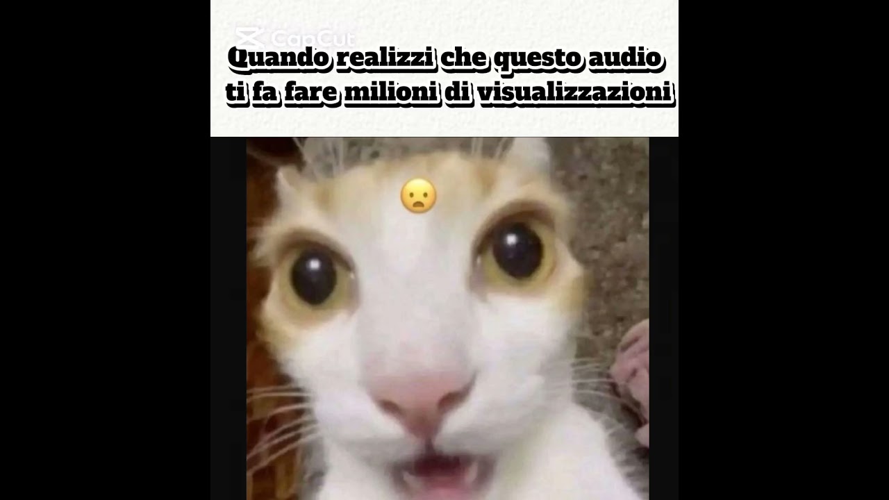 Usa questo audio #cat #memes #audio