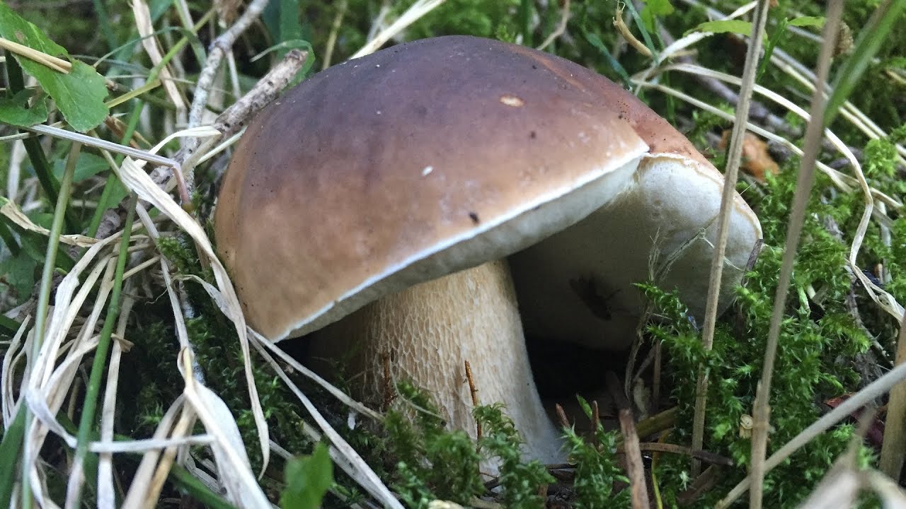Porcini Edo 6 Settembre 2016
