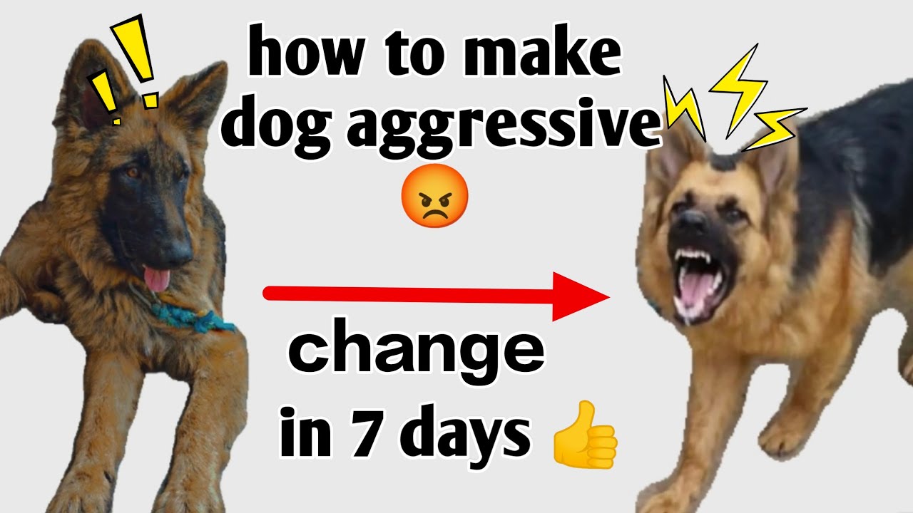 Apne dog ko aggressive kaise banaye 😡👍🤯 || how to make our dog aggressive 😡👍