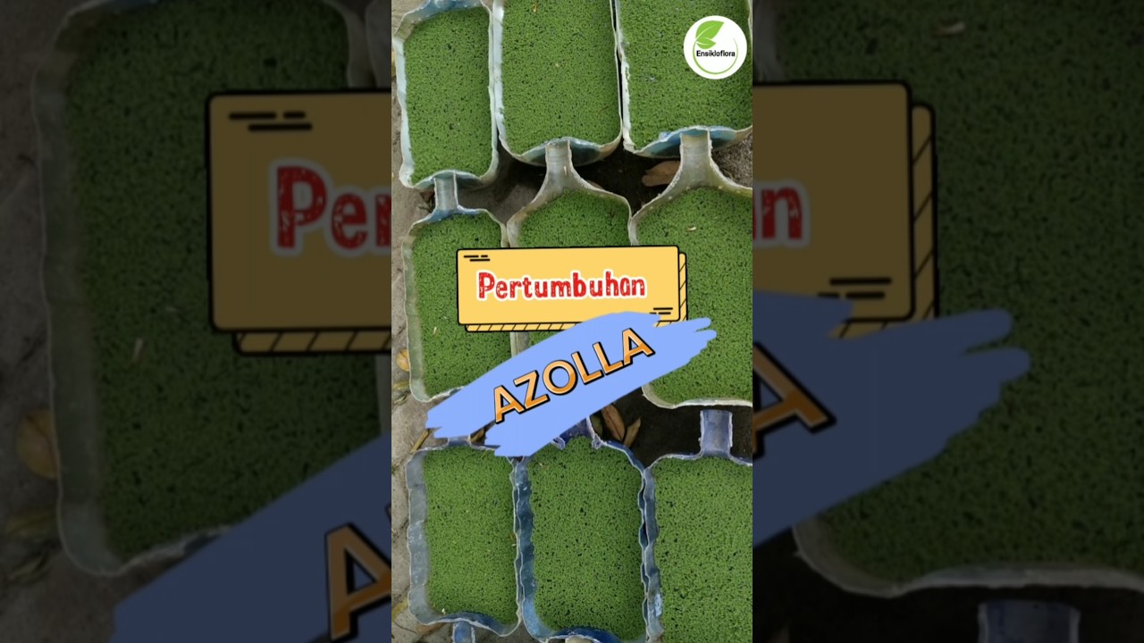 Perkembangan azolla 🍀 