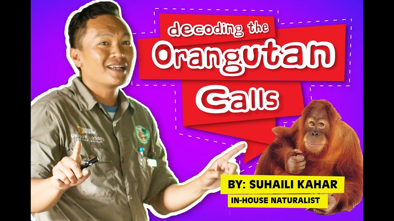 Decoding the Orangutan Calls