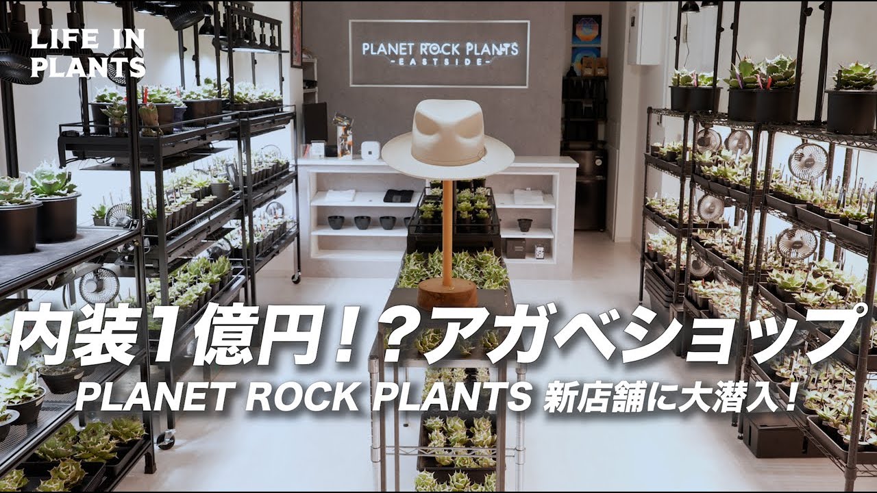 洗練されたアガベショップに大興奮