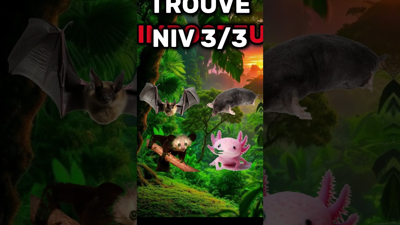 QUIZ : Trouve l'intrus parmi ces animaux ! 🦘🐨🦝🛡️ 