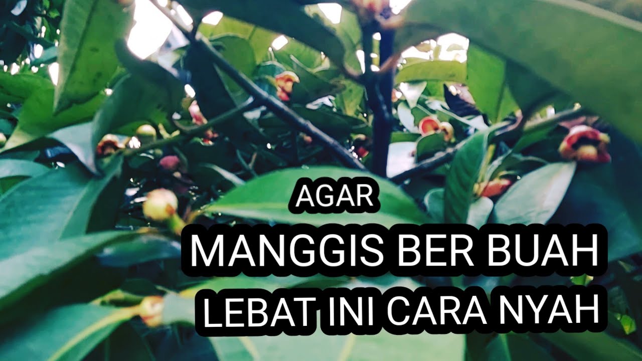 ngecek manggis hasil 3 bln pemupukan/ 3 jenis pupuk perangsang buah