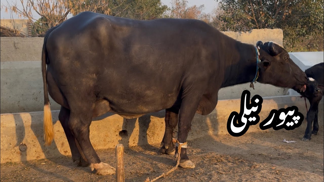 پیور نیلی کی دو جن بھینس دودھ 14 لیٹر pure Nili high milking buffalo for sale in Punjab Pakistan 